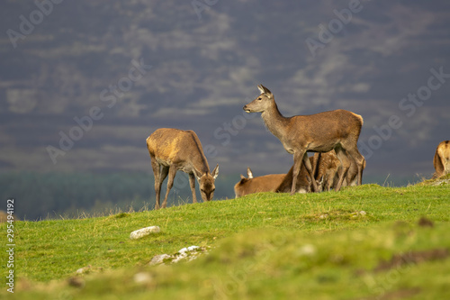 Red roe deer group, Cervus elaphus silhouetted against a mountainside on a sunny autumn day in the Scottish highlands.