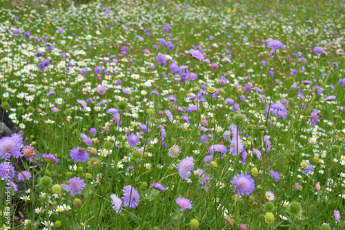 field of white and purple wild flowers in tall green grass
