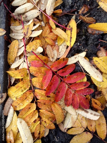  fallen red and yellow leaves of mountain ash with raindrops