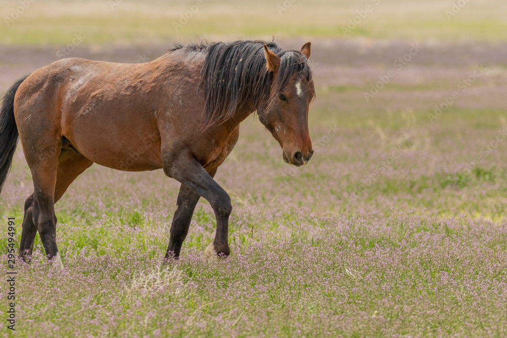 Majestic Wild Horse in the Utah Desert Majestic Wild Horse in the Utah Desert