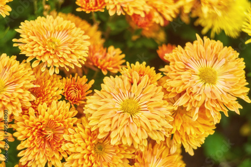 pale yellow chrysanthemum flower background