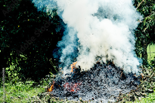 A pile of dry leaves is burning causing a lot of smoke, Which is a kind of pollution, is not destroying garbage properly, concept to Toxic fumes are harmful to the body