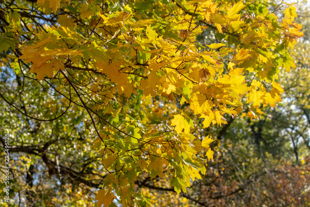 Yellow maple leaves as an autumn background Yellow maple leaves as an autumn background