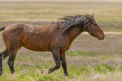 Majestic Wild Horse in the Utah Desert