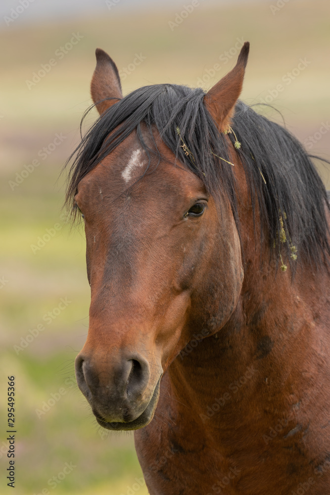 Fototapeta premium Majestic Wild Horse in the Utah Desert