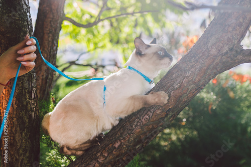 Cat climbing tree. cat hunts on tree. adorable cat portrait stay on tree branch. purebred shorthair cat without tail. Mekong Bobtail sitting on tree. Cat animal hencat on branch in natural conditions photo