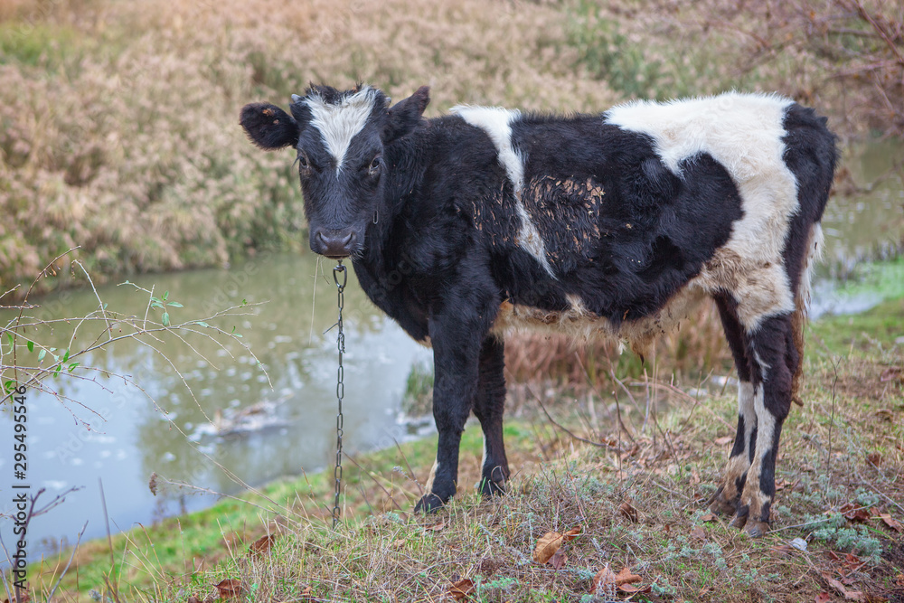 domestic black cow grazing on the river shore
