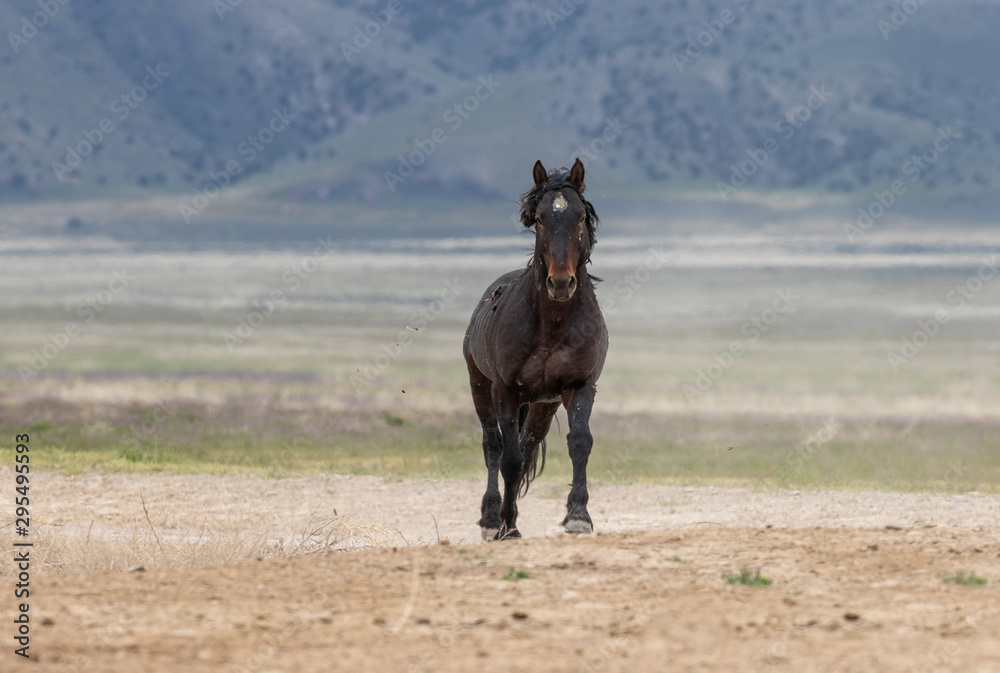 Majestic Wild Horse in the Utah Desert