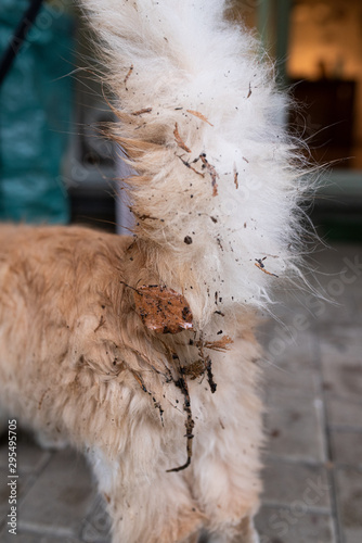 dirty fluffy tail of a messy maine coon longhair cat with leaves, branches and dirt outdoors in rainy autumn weather