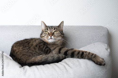 tabby shorthair cat resting on gray couch pillow stretching out paw looking up
