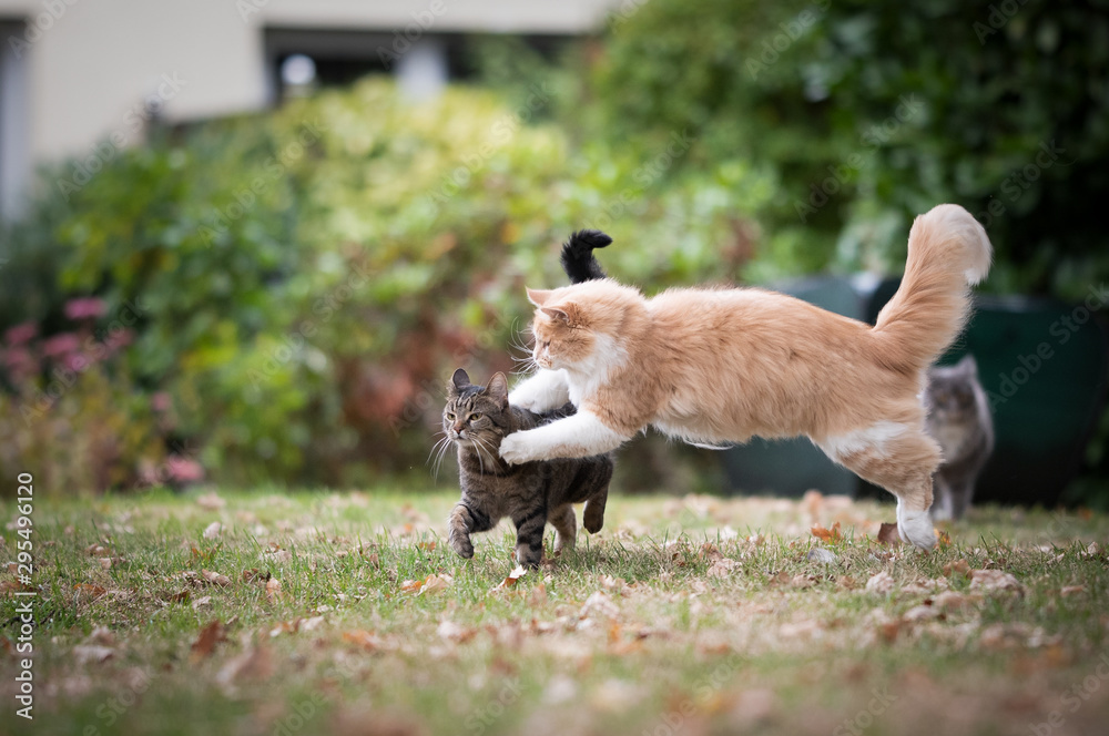 cats playing around outdoors in the back yard. cream tabby maine coon cat jumping at tabby shorthair cat cats playing around outdoors in the back yard. cream tabby maine coon cat jumping at tabby shorthair cat