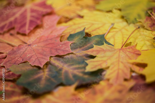 autumn maple leaves carpet; natural background