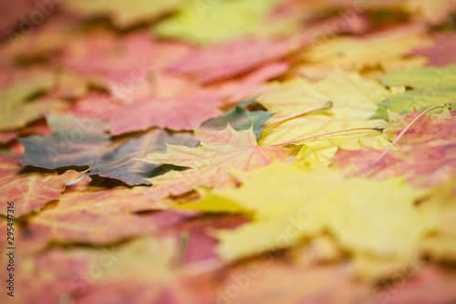 autumn maple leaves carpet  natural background