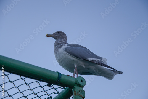 Seagull 