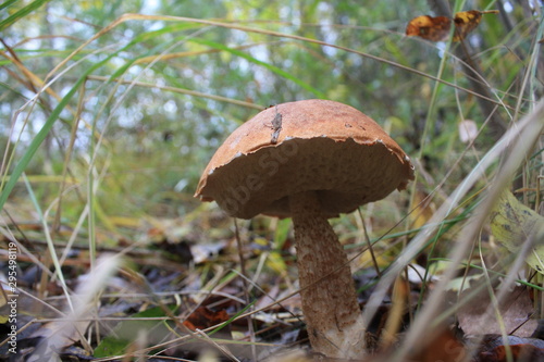 mushroom in forest