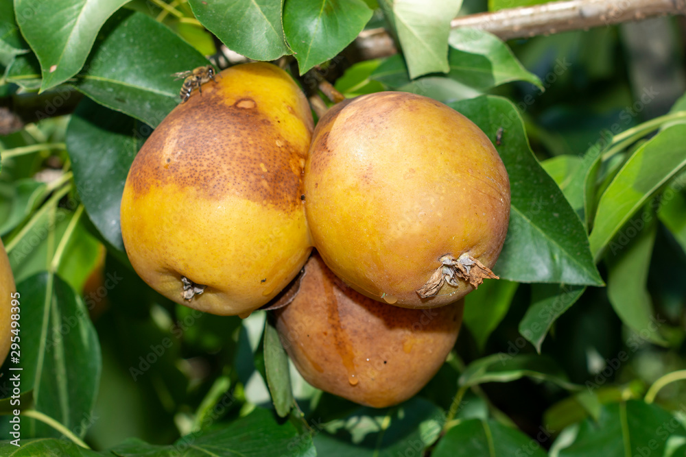 pear fruit on a tree close-up with disease and rot. Garden Protection Concept pear fruit on a tree close-up with disease and rot. Garden Protection Concept