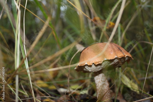 A lone Mushroom in the grass