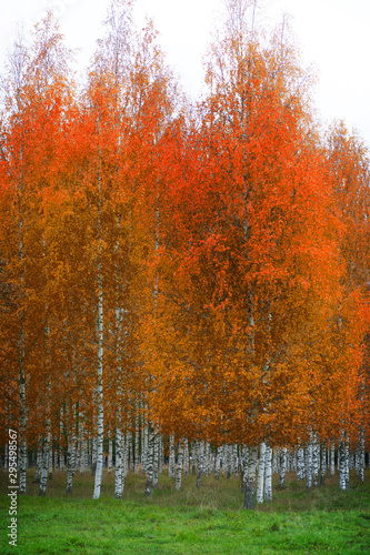 Birch forest with orange  red and brown leaves in autumn