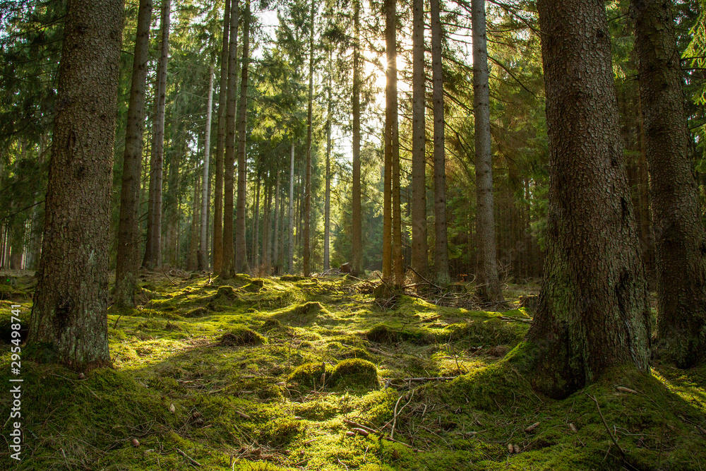 Obraz premium Lichtstimmung im Wald