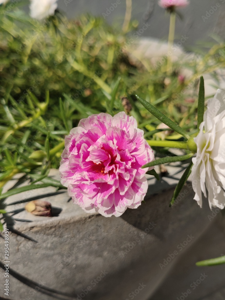 bouquet of flowers