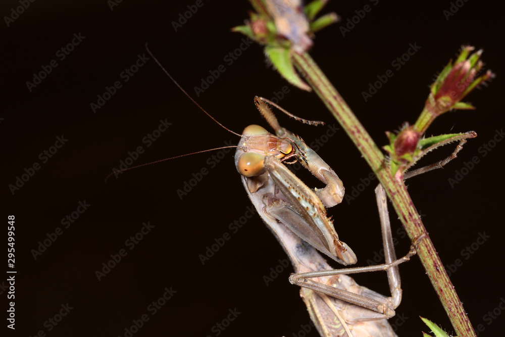 Naklejka premium Praying Mantis in a pose that served as the basis for the name. Praying Mantis prays to God ...