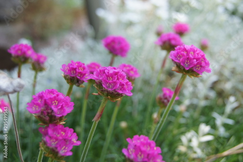 Pink flowers