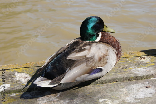 Mallard