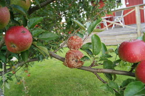 Rotten apples