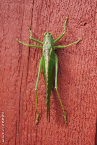 Cricket
