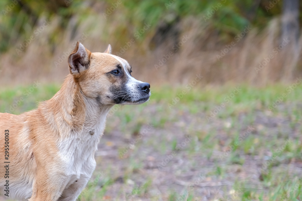 Portrait of stray dog stay on glade and looks for food in forest in autumn Portrait of stray dog stay on glade and looks for food in forest in autumn