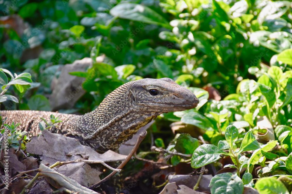 Monitor lizard in park in Singapore