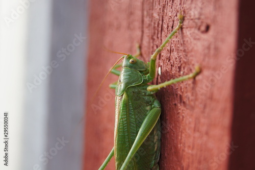 Cricket