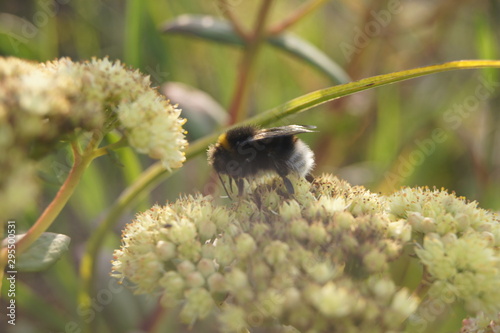 Bumblebee