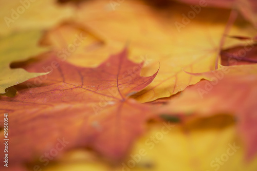 abstract natural background: autumn maple leaves; 