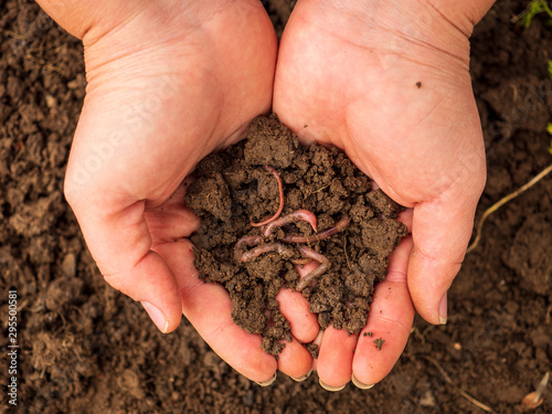 Earthworms in female hands in greenhouse chernozem. Macro Brandling, pandas, trout, tiger, wiggler, Eisenia fetida..Garden compost and worms recycle plant waste into rich soil improver and fertilizer photo