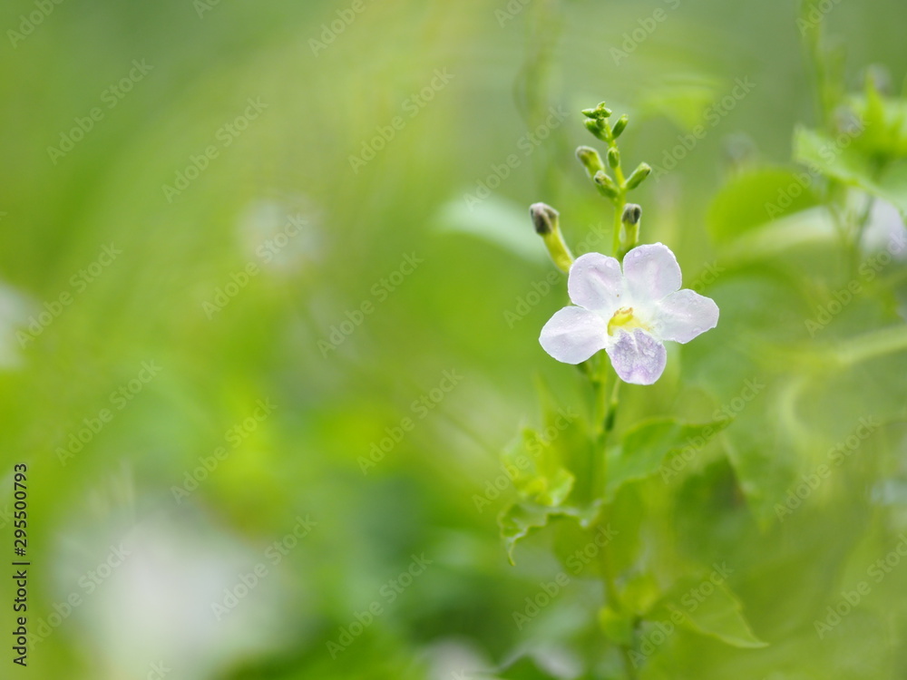 White and purple small flower on blurred of nature background White and purple small flower on blurred of nature background