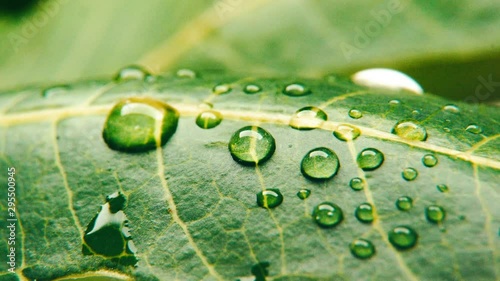 Macro shot of green leaves with drops of dew water over ,  water drops on green neam leaf, Macro of leaf structure. Nature background or wallpaper. neam leaf vines details. photo