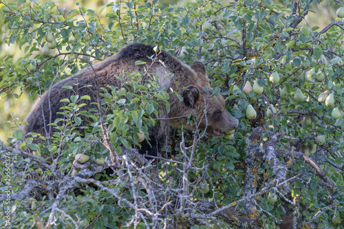 The Marsican brown bear (Ursus arctos marsicanus) photo