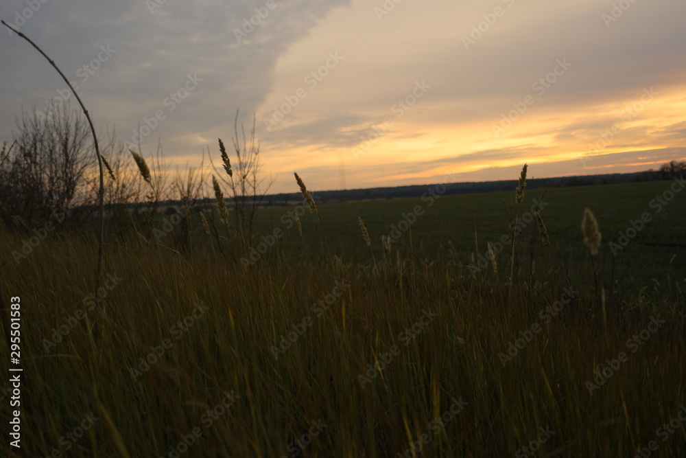 Fototapeta premium sunset over field