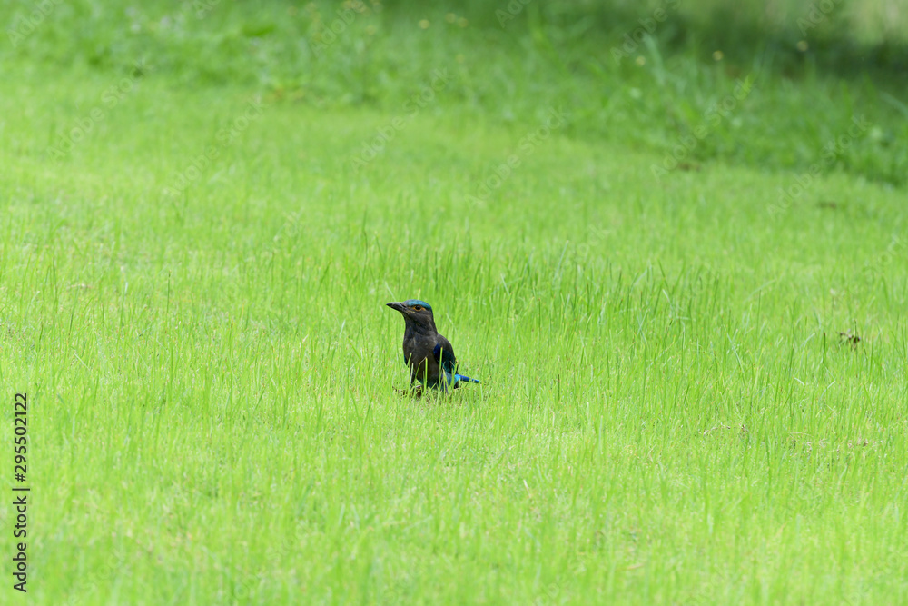 Indochinese roller