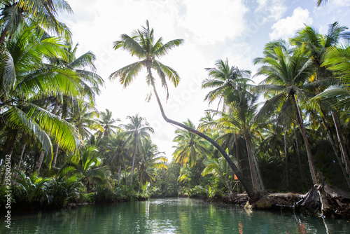 Leaning palm at Maasin river  Siargao