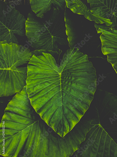 Green leaves in the forest