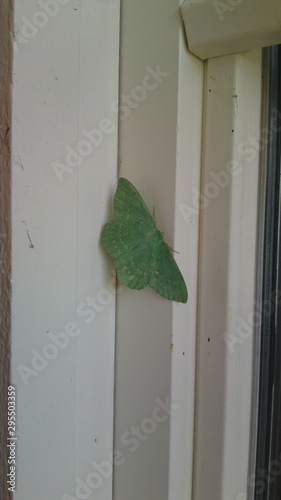 Green Butterfly