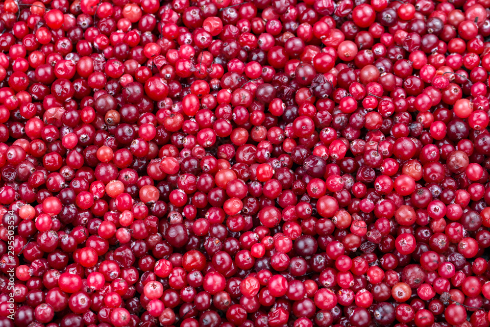 raw cranberries scattered as a background raw cranberries scattered as a background