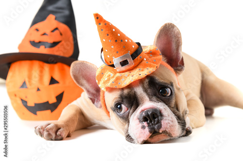 Fototapeta Naklejka Na Ścianę i Meble -  Portrait of French bulldog with hat halloween