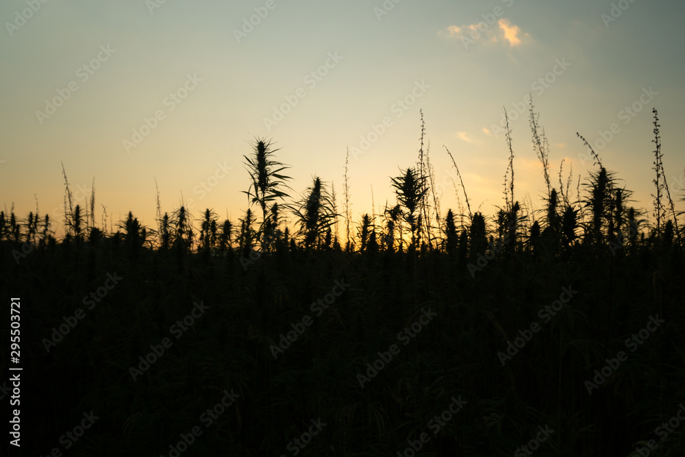 Silhouette of marijuana plants at outdoor cannabis farm field in sunset and sun behind plants. Hemp plants used for CBD and health