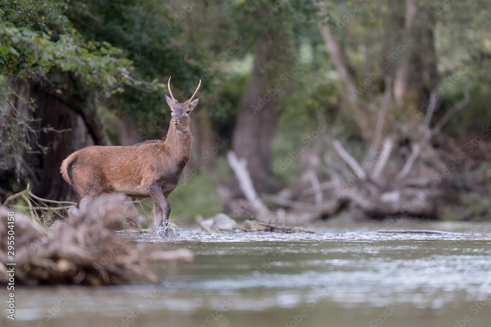 Young red deer in the forest (Cervus elaphus) Young red deer in the forest (Cervus elaphus)