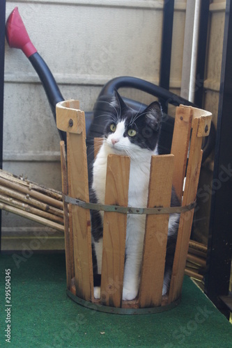 Cat on the Balcony