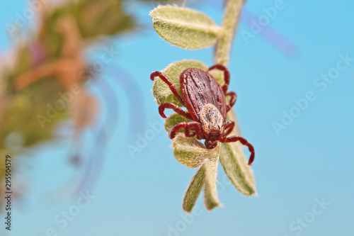 Parasite tick on the grass. A tick can pose a threat to human life and animals. photo