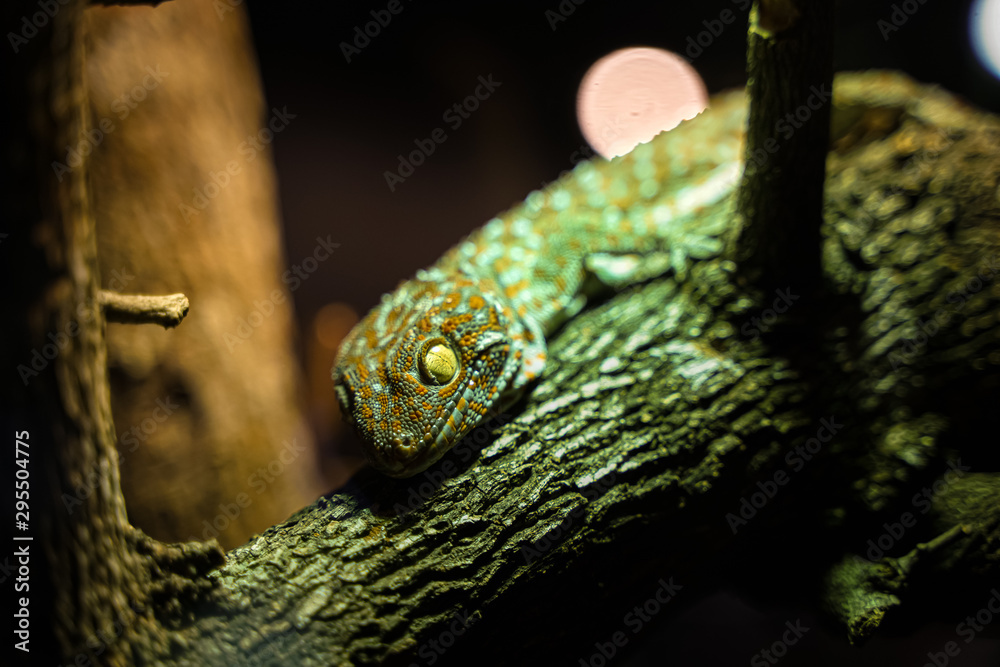 Big Gecko looking on branch of tree Big Gecko looking on branch of tree